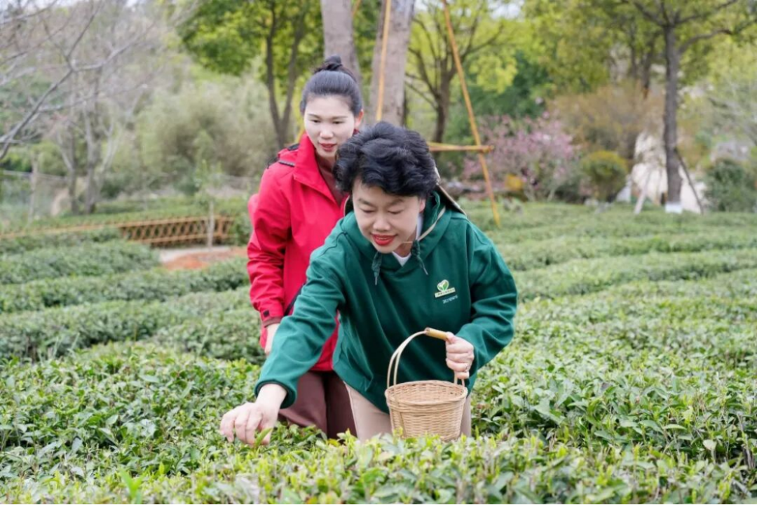 三棵樹福鼎白茶園生態修復行動706
