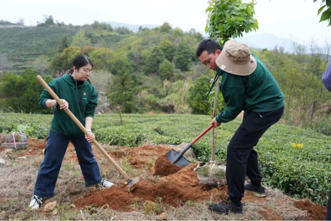 三棵樹福鼎白茶園生態修復行動707