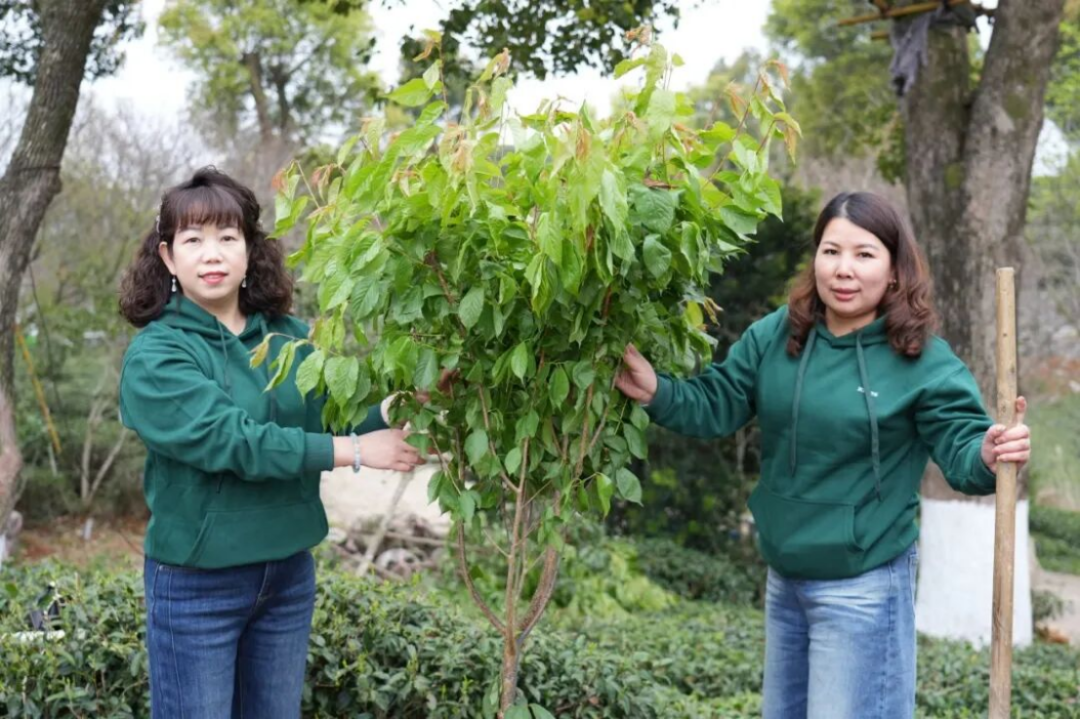 三棵樹福鼎白茶園生態修復行動709