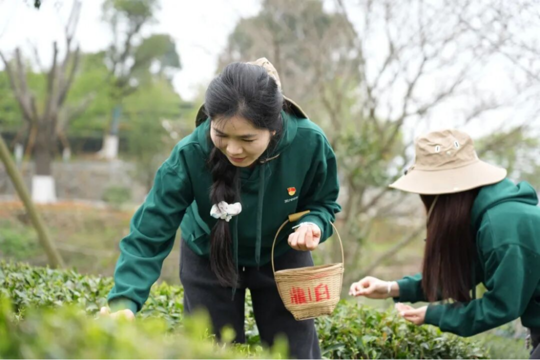 三棵樹福鼎白茶園生態修復行動710